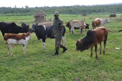 Cpl-Emuron-Davids-cows-in-Rubonge-barracksacquired-using-Agriculture-loan-from-WSACCO