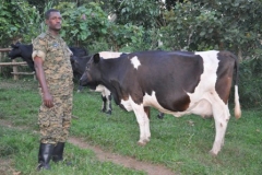 Lt-Denis-Kamugyene-with-his-Frezian-cows-in-Nsangi-Wakiso-District