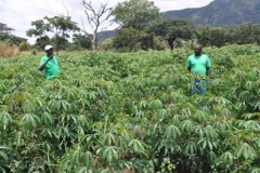 Part-of-20-Acre-Cassava-Garden-in-Wol-village-Kalongo-Agago-District-co-owned-by-Maj-Galidino-Odongoleftand-other-10-WSACCO-Members-put-up-using-WSACCO-loans