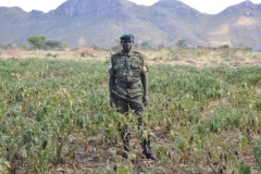 SSgt-Kizito-Sula-in-his-Egg-Plant-garden-in-3Div-Morotodeveloped-using-Agriculture-loan-from-WSACCO